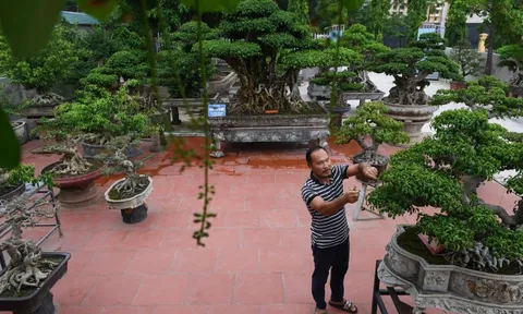 Cây sanh 200 năm tuổi ở Hà Nội