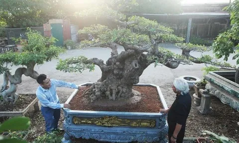 Chiêm ngưỡng cây lộc vừng tiền tỷ, chủ nhân giấu kỹ, đại gia vẫn tìm đến ngã giá