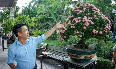 Cận cảnh cây hoa trang đột biến sắc hồng giá gần nửa tỷ, chủ nhân quý hơn vàng