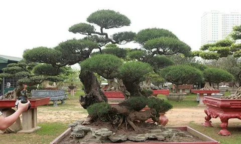 Cận cảnh "lão" phi lao hình chữ Nhẫn giá bạc tỷ khiến ai cũng mê