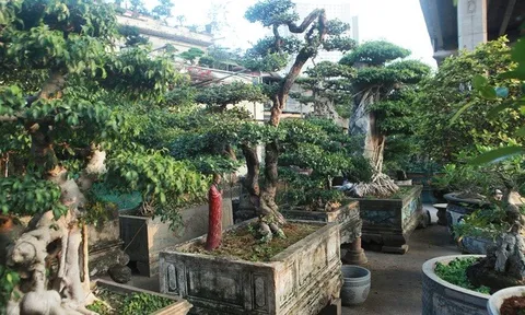 Khám phá cây cảnh "hòn ngọc Viễn Đông" có dáng thế độc đáo