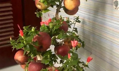 Mua sắm Tết, cẩn trọng mua phải cây cảnh giả gắn keo: Chuyên gia chỉ cách phát hiện