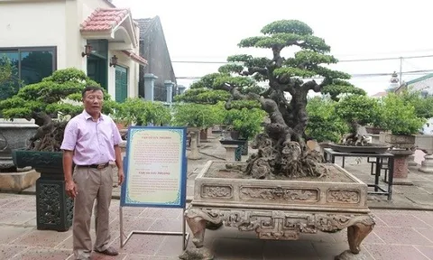 Cây sanh cổ “Vạn cổ lưu phong” hơn 100 tuổi, đại gia trả 10 tỷ đồng nhưng chủ nhân vẫn chưa bán