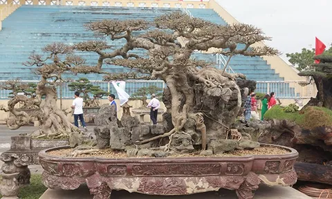 Những cây sanh thô ráp được "hét giá" tiền tỷ sau hàng chục năm tạo tác