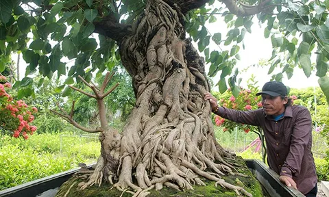 Chiêm ngưỡng cây bồ đề có bộ rễ "ảo diệu", chủ nhân muốn đổi lấy nhà lầu, xe hơi