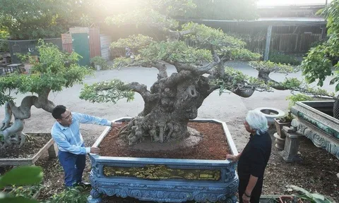 Chiêm ngưỡng cây lộc vừng tiền tỷ, chủ nhân giấu kỹ, đại gia vẫn tìm đến ngã giá