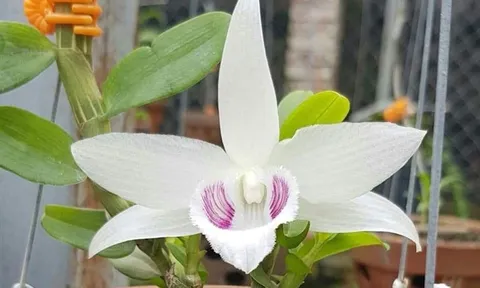 Thị trường khó 'sập', người dân không nên lao vào cơn sốt lan đột biến