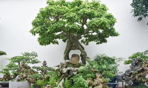 Cận cảnh cây bồ đề hàng trăm năm tuổi khiến đại gia săn lùng
