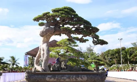 Duối cổ “Thế võ Bình Định”: Báu vật của Huỳnh Gia Tây Sơn