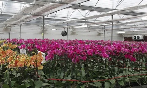 Hà Nội: Xác định Hoa Cây cảnh là một trong những mũi nhọn để phát triển kinh tế và xây dựng nông thôn mới gắn với phát triển đô thị