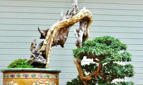 Vẻ đẹp và ý nghĩa nhân văn của tác phẩm Linh Sam "Mảnh đời còn lại"