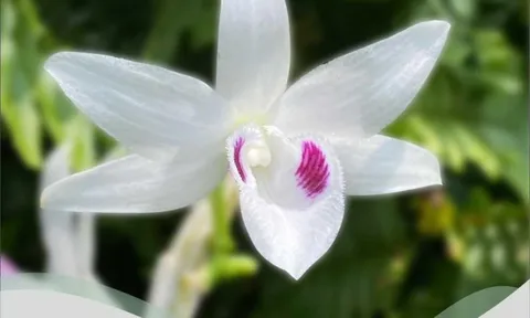 Nhà truyền giáo, nhà khoa học nước ngoài với hoa lan Việt Nam