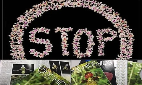 'Hiệp sĩ' bảo tồn lan Chu Xuân Cảnh: Trả lại tên cho lan nhưng âm thầm bảo vệ?