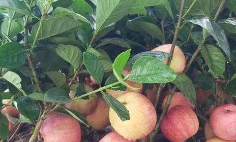 Loạn thị trường cây cảnh gắn trái giả