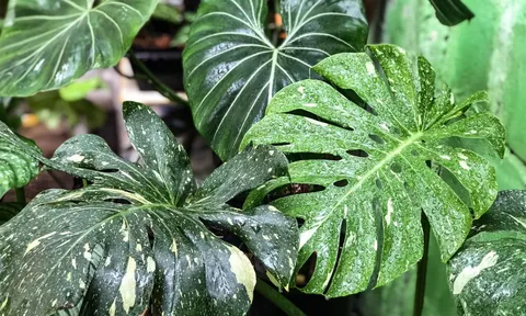 Trầu bà đột biến giá tiền tỷ: Không ai kiểm chứng!