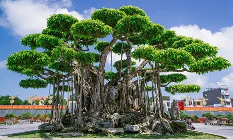 Cận cảnh những cây cảnh bạc tỷ của đại gia Việt