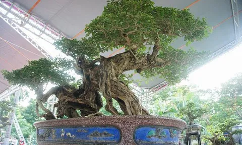 Cây găng mọc hàng rào 100 tuổi có thân “quái” hiếm gặp