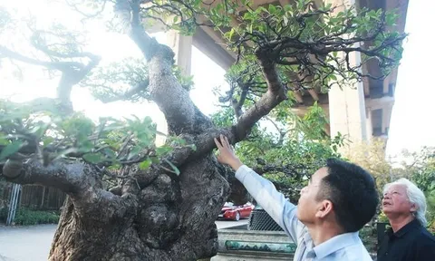 Ngắm cây lộc vừng chưa hoàn thiện tay cành mà vẫn hút đại gia hỏi mua