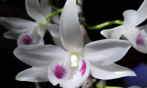 Hé lộ nguyên nhân khiến thị trường lan đột biến sôi động sau dịch COVID-19