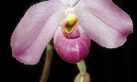 Các nhà thực vật học quốc tế với thế giới hoa lan Việt Nam