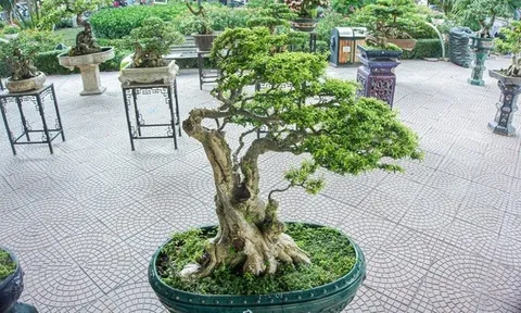 Ngắm cây mai chiếu thủy thế "khủng" được trả tiền tỷ, chủ nhân "kiêu" không bán