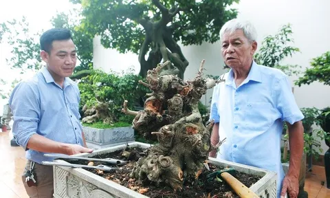 Mãn nhãn với vườn cây bonsai dáng quái giữa “lưng chừng trời” ở Hà Nội