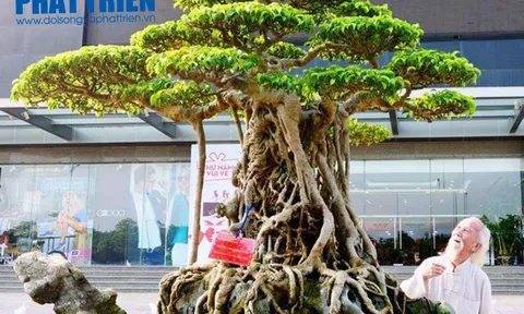 Tuyệt phẩm Mâm Xôi Con Gà: Một huyền tích từ văn hóa truyền thống