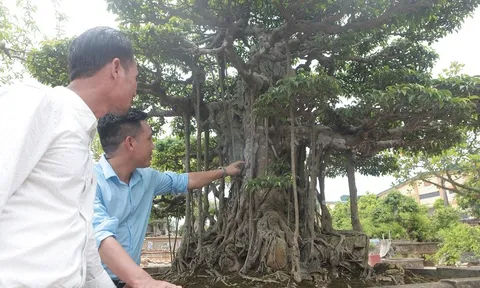 Tuyệt phẩm Thụ Lâm Bồng Thạch hội tụ về Làng nghề du lịch Sinh Vật Cảnh Hồng Vân