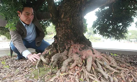 "Choáng" với bộ ba cây quý gần 20 tỷ của đại gia Thái Nguyên