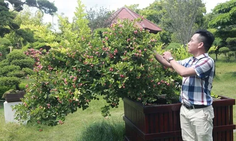 Dàn sơ ri bonsai cổ thụ, trĩu quả giá tiền tỷ của “tướng cướp hoàn lương”