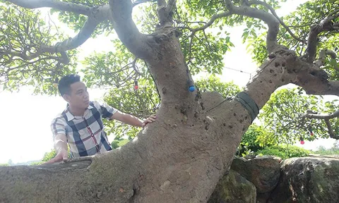 Choáng ngợp cây sung tiền tỷ trên núi đá quý nhân tạo của đại gia Thái Nguyên