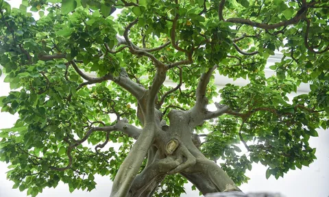 Ngắm 'bồ đề đắc đạo' hàng trăm năm tuổi khiến đại gia khao khát săn lùng