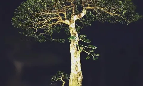 Một loài mai có hoa chiếu thủy!